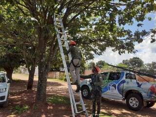 Resgate de arara-canindé no Parque do Lageado (Foto: Divulgação/Instituto Arara Azul) 