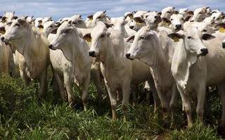 Novo sistema de emergências veterinárias do Mapa entra em operação Novo sistema de emergências veterinárias do Mapa entra em operação