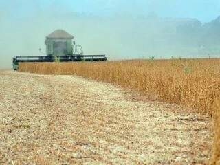 Agropecuária rende mais de R$ 33 bi em MS e segura topo entre setores Agropecuária rende mais de R$ 33 bi em MS e segura topo entre setores