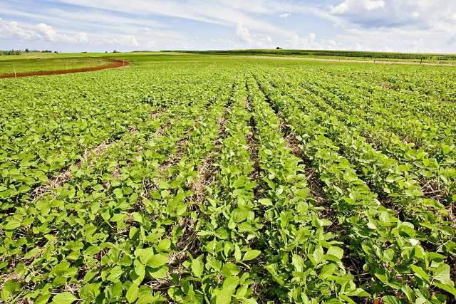 Cultivares de soja altamente competitivas ampliam op&ccedil;&otilde;es para agricultor