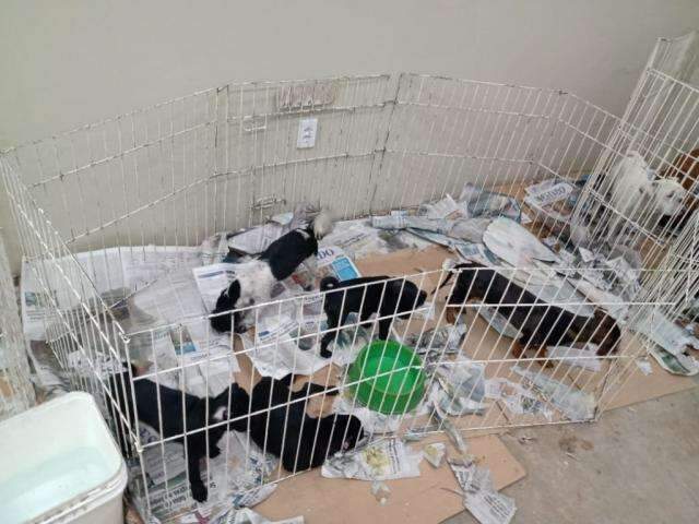 Venda de c&atilde;es em meio a sujeira revolta moradores e feira &eacute; interditada