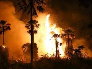 Incêndio de grandes proporções no Refúgio Caiman. (Foto: Paulo Francis)