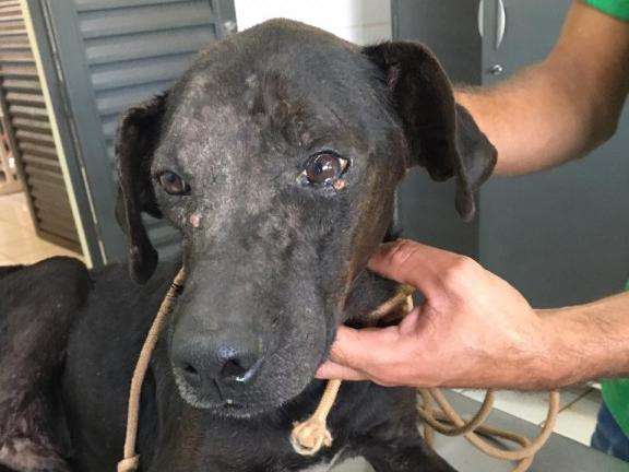 Denunciada por maus-tratos a c&atilde;o, jovem &eacute; multada em R$ 1 mil 