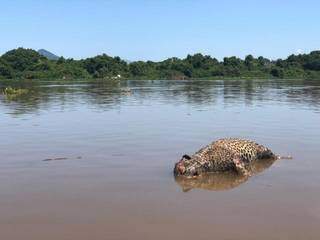 Onça foi encontrada morta no Pantanal e PMA vai verificar o caso. (Foto: Instituto Homem Pantaneiro)