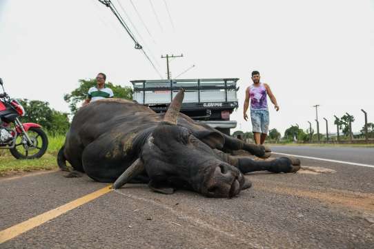 Do touro Budu à onça, os bichos que provocaram comoção em 2020 - Meio  Ambiente - Campo Grande News