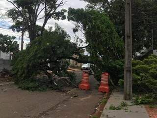 Árvore de grande porte caiu sobre fiação e deixou parte da região sem energia (Foto: Kerolyn Araújo) 