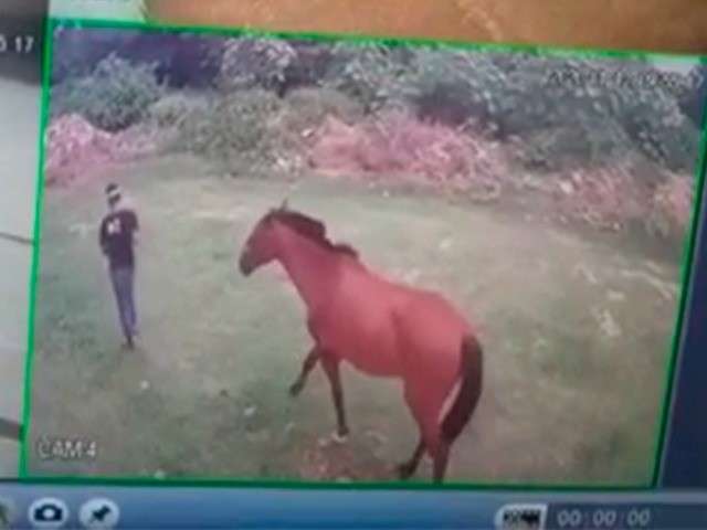 Homem furta cavalo que h&aacute; 12 anos ajudava na Equoterapia em Corumb&aacute;