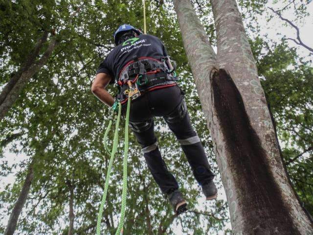 Primeira &quot;atleta&quot; de MS treina para campeonato de escalada em &aacute;rvores