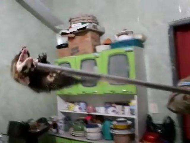 Bombeiros capturam gamb&aacute; escondido em cozinha de casa; assista ao v&iacute;deo 