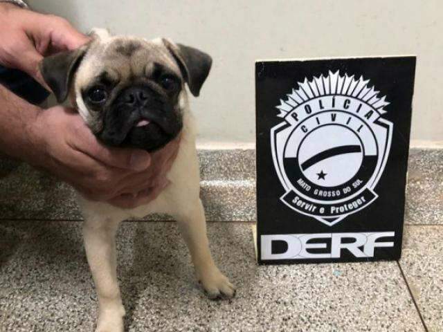 Arrombadores s&atilde;o presos e pol&iacute;cia recupera filhote de pug que foi furtado