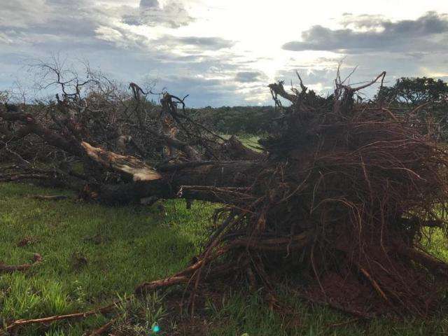 PMA multa fazendeiros em R$ 43,5 mil por desmatamento em 4 munic&iacute;pios 