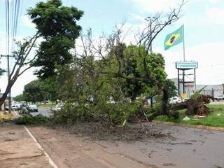 Árvore caiu na via sentido bairro-centro, no bairro Guanandi (Foto: Silas Lima)