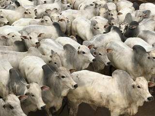 Pre&ccedil;o do boi continuar&aacute; alto neste ano e carne mais cara para consumidor