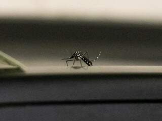 Secretário municipal de Saúde acredita que mosquito está à vontade em Campo Grande (Foto: Henrique Kawaminami)
