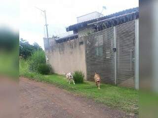Cachorros da raça pitbull soltos no bairro Jardim das Nações (Foto: Direto das ruas)