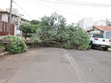 Ventania derruba árvore e deixa semáforo intermitente na Vila Cruzeiro