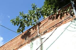 Figueira nasceu na parede, mas a raiz está crescendo pelo lado de fora (Foto: Paulo Francis)