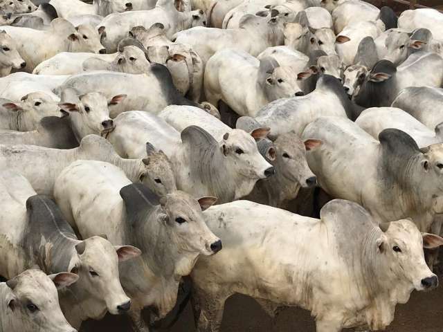 Pre&ccedil;o do boi continuar&aacute; alto neste ano e carne mais cara para consumidor