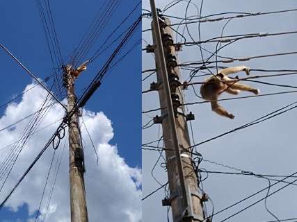 Macaco morre eletrocutado e moradores acusam PMA de neglig&ecirc;ncia