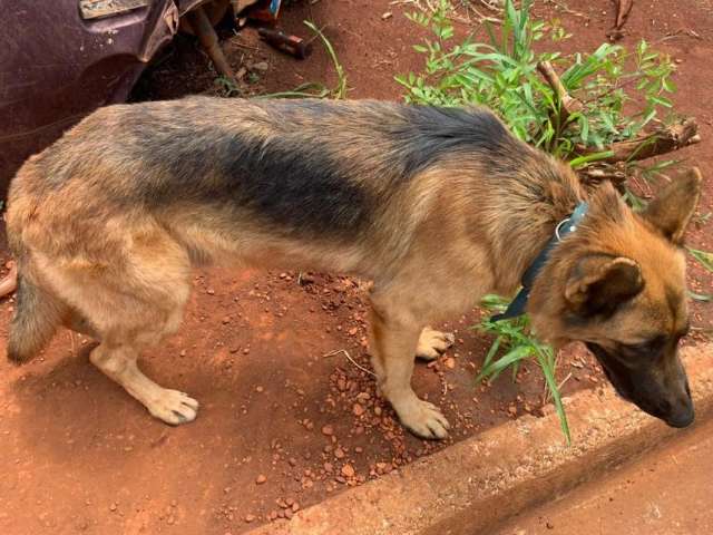 Homem &eacute; autuado por deixar cachorro abandonado dentro de sucata de carro