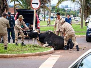 Militares tentando imobilizar o touro. (Foto: Henrique Kawaminami)