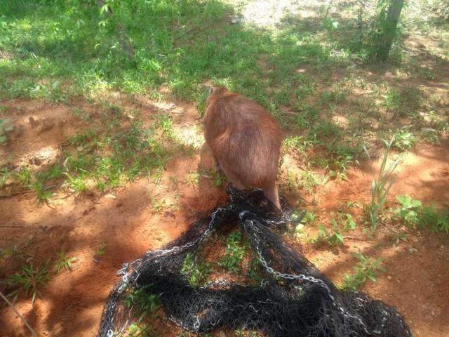Visita de capivara causa tumulto em Centro de Assist&ecirc;ncia Psicossocial 