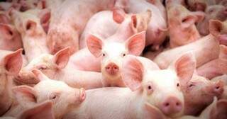 Governo de MS moderniza programa de suinocultura para ampliar sustentabilidade