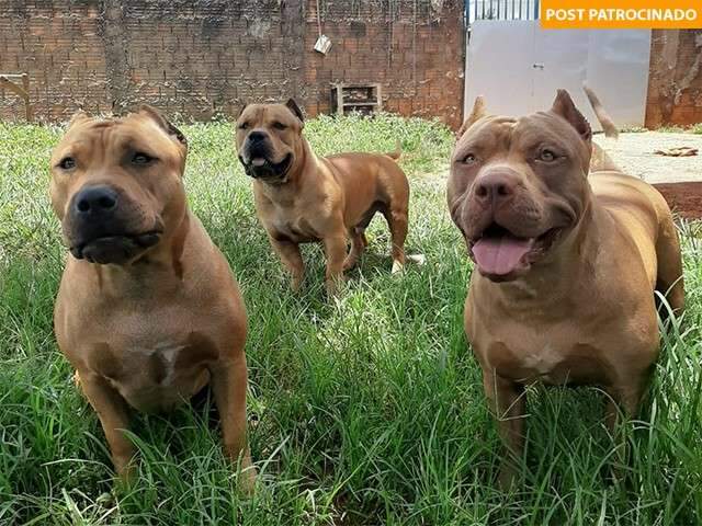 Espaço para os pets pode ser fator decisivo na escolha de um imóvel