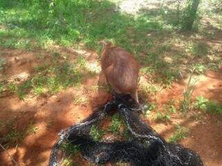 Visita de capivara causa tumulto em Centro de Assist&ecirc;ncia Psicossocial 