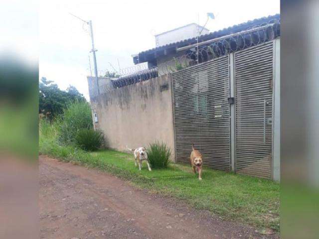 Cachorros soltos &lsquo;aterrorizam&rsquo; moradores do Jardim das Na&ccedil;&otilde;es 