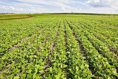 Cultivares de soja altamente competitivas ampliam opções para agricultor