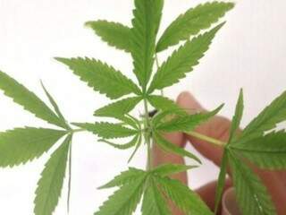 Fabrica&ccedil;&atilde;o e venda de produtos derivados da cannabis entram em vigor
