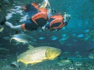 Mergulho é um dos passeios mais procurados em Bonito diante das águas cristalinas dos rios. (Divulgação)