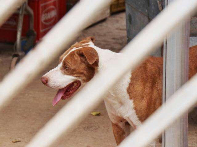C&atilde;o ataca homem em bar e &eacute; contido por soco na testa