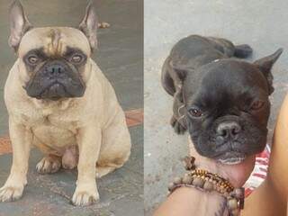 Ap&oacute;s ter casa invadida, fam&iacute;lia procura cachorros furtados por ladr&otilde;es 