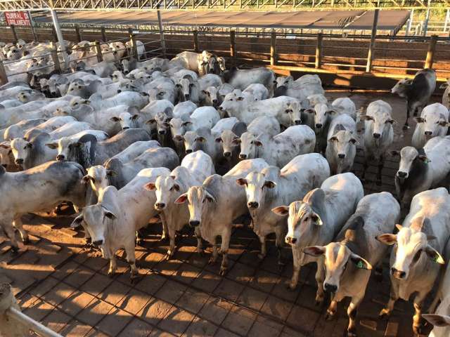 Pre&ccedil;o da arroba bovina caiu 10,5% em MS em 20 dias, aponta pesquisa