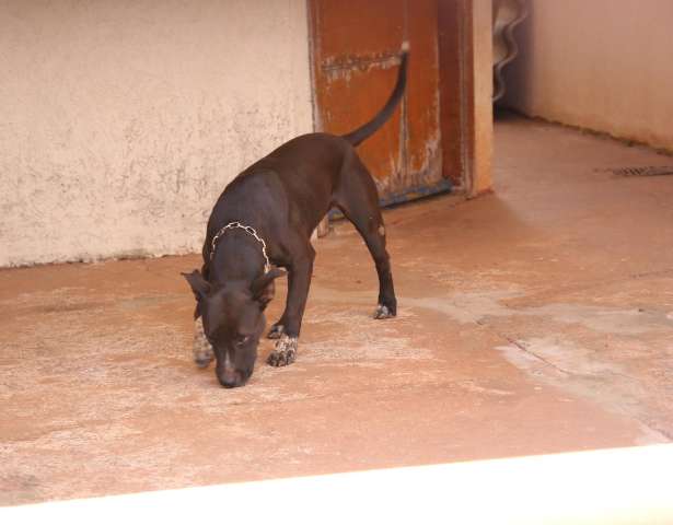 Em princ&iacute;pio de inc&ecirc;ndio, vizinhos conseguem resgatar cachorra Chiara
