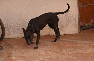 Em princ&iacute;pio de inc&ecirc;ndio, vizinhos conseguem resgatar cachorra Chiara