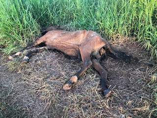 Veterin&aacute;ria &eacute; multada em R$ 5 mil por deixar cavalo morto em rodovia