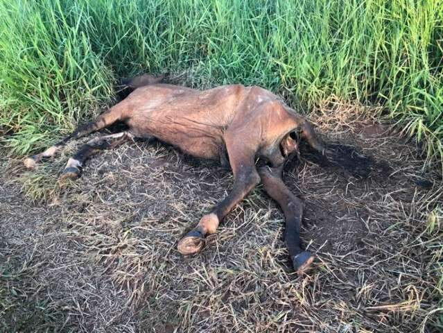 Veterin&aacute;ria &eacute; multada em R$ 5 mil por deixar cavalo morto em rodovia