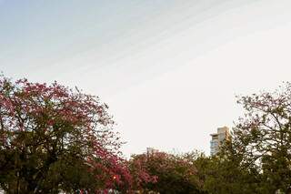Paleta de cores com céu degradê e colorido das flores em Campo Grande nesta terça (Foto: Henrique Kawaminami)