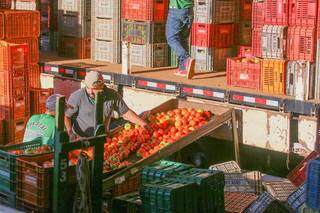 Tomates descen a ladeira do caminhão em direção às caixas que depois chegam aos mercados (Foto: Marcos Maluf)