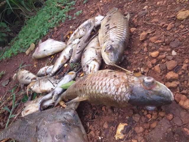 Mortandade de peixes no Rio Vacaria &eacute; investigada pela PMA