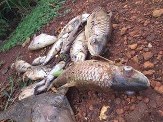 Mortandade de peixes levou equipes da PMA e Imasul à distrito de Rio Brilhante.