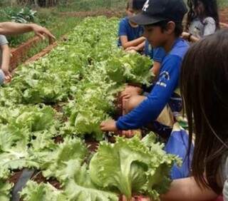Alunos de Dourados ajudam a cultivar horta; com suspensão das aulas, MP quer distribuição de alimentos a estudantes necessitados (Foto: Divulgação)