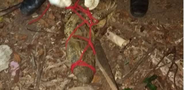 Jacar&eacute; encontrado em passeio no quintal de casa assusta moradora