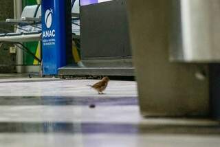 No sábado, a paradeira era tamanha em aeroporto de Campo Grande  que até pássaro preferiu o chão. (Foto: Henirque Kawaminami)