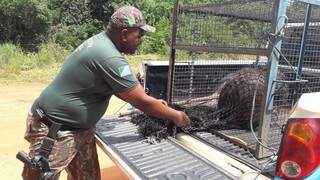 O animal foi levado em segurança até ua reserva natural em Coxim (Foto: Divulgação/PMA)