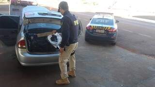 Policia retirando os tabletes da droga do porta-malas do veículo. (Foto: Divulgação/PRF)