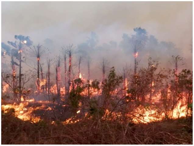 Em mar&ccedil;o, Pantanal registra maior n&uacute;mero de queimadas dos &uacute;ltimos 16 anos